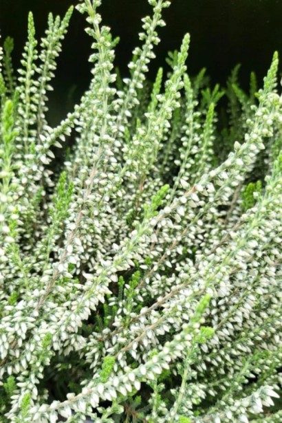 Верес звичайний ’Аслі’ (білий)|Calluna vulgaris Asli|Вереск обыкновенный «Асли» (белый)